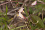 Eastern milkpea